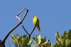Oriolus auratus