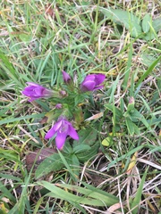 Gentianella austriaca