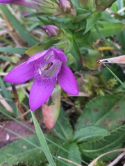 Gentianella austriaca