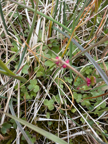 Nodding saxifrage (Saxifraga cernua)