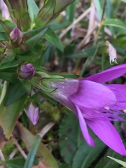 Gentianella austriaca