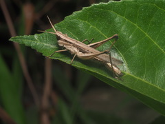 Phlaeoba fumosa