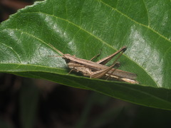 Phlaeoba fumosa