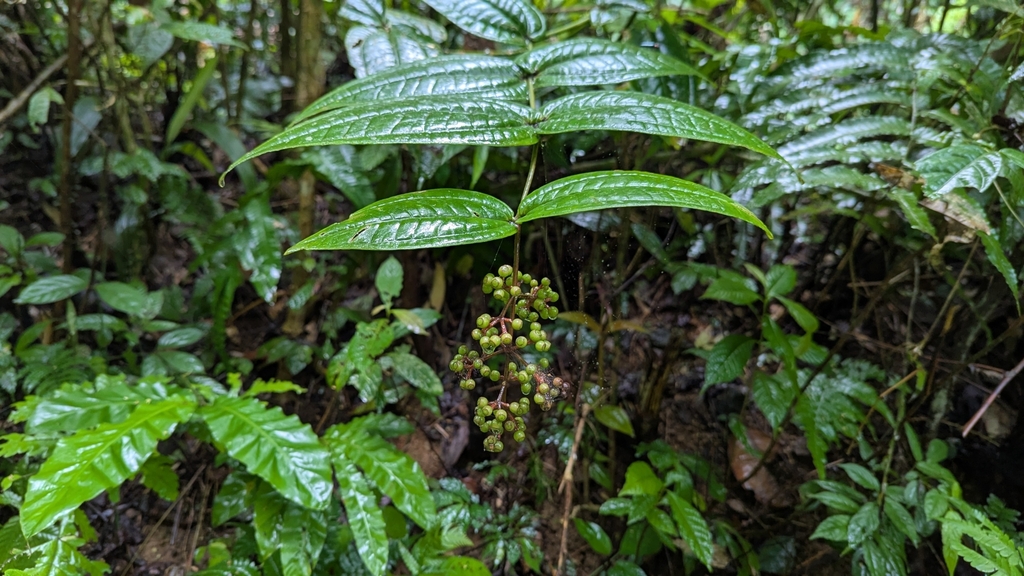 Pseudodissochaeta spirei