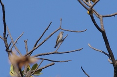 Prodotiscus zambesiae