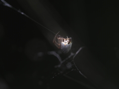 Argyrodes argentatus