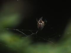 Argyrodes argentatus