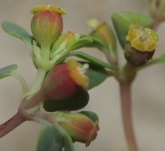 Euphorbia simulans
