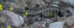 Sceloporus bimaculosus