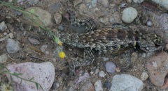 Sceloporus bimaculosus