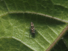 Coelophora inaequalis