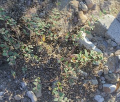 Euphorbia capitellata