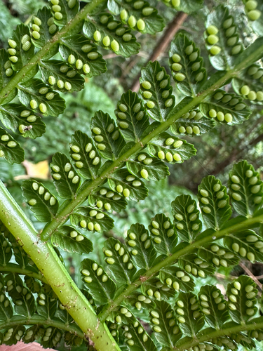 Marattia douglasii observed 2025-07-05