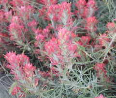 Castilleja lanata