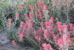 Castilleja lanata