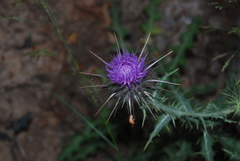 Onopordum caulescens