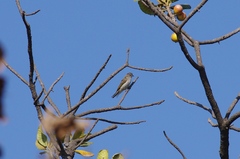 Prodotiscus zambesiae