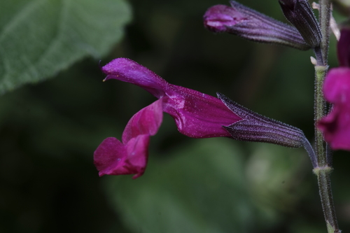 Huastecan Magenta Sage (Salvia macellaria)