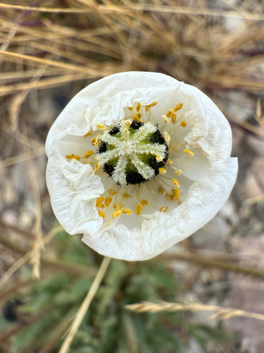 Oreomecon dahliana (Oreomecon dahliana)