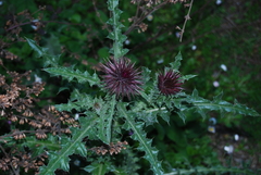 Carduus nutans taygeteus