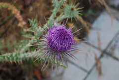 Onopordum caulescens