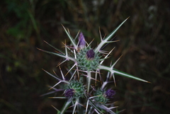Cirsium italicum