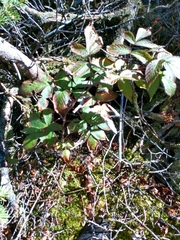 Rubus idaeus strigosus