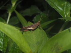 Coptacrinae