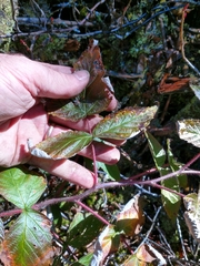 Rubus idaeus strigosus