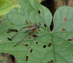 Nisitrus