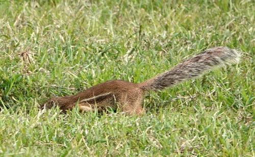 Striped Ground Squirrel