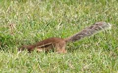 Euxerus erythropus