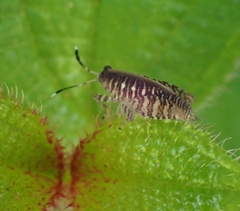 Phaesticus mellerborgi