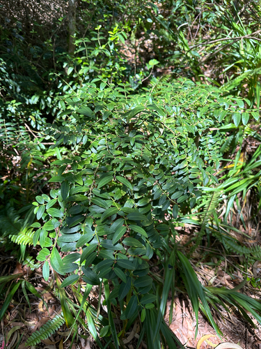 Euphorbia multiformis observed 2025-07-05