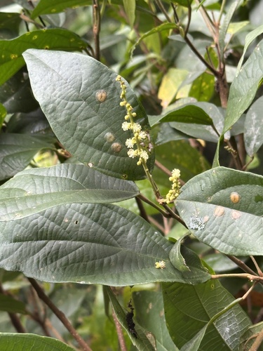 Mallotus rhamnifolius observed 2025-03-03