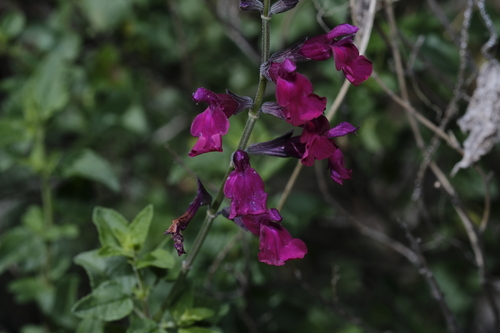 Salvia macellaria, photograph 5