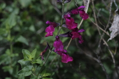 (c) quirino, some rights reserved (CC BY) Salvia macellaria, photograph (c) quirino, some rights reserved (CC BY)