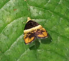Choreutis argoxantha