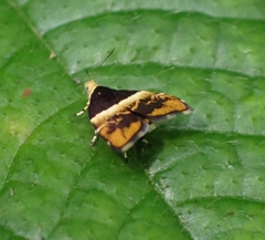 Choreutis argoxantha
