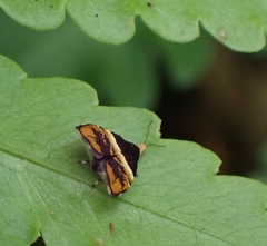 Choreutis argoxantha