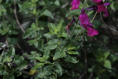 Salvia macellaria, photograph (c) quirino, some rights reserved (CC BY)
