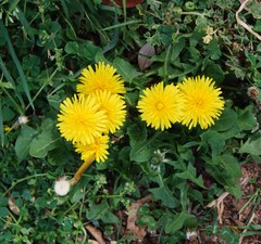 Taraxacum officinale