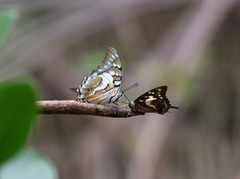 Polyura pyrrhus