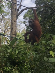 Pongo pygmaeus pygmaeus