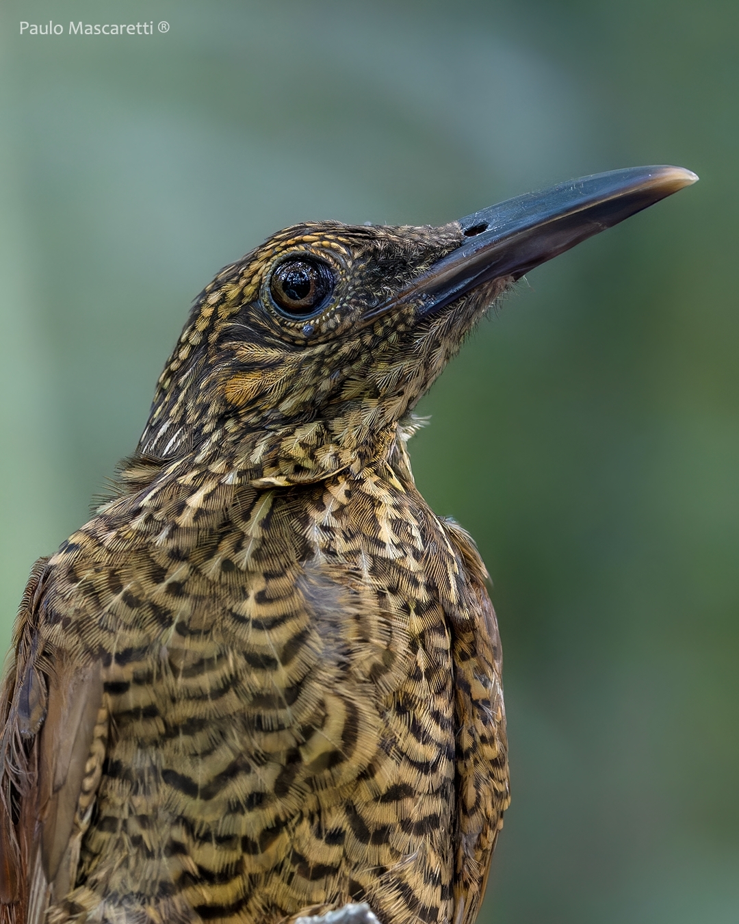 Black-banded Woodcreeper (Dendrocolaptes picumnus), photo 2