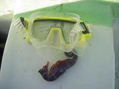 Hippocampus ingens