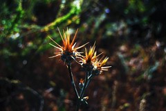 Centaurea spruneri