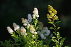 Spiraea alba alba