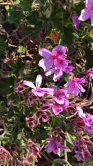 Pelargonium cucullatum cucullatum
