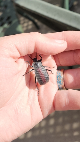Red-backed Darkling Beetle photo 5